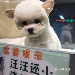宠物最新价格行情,宠物最新价格行情，变化中的学习之旅，自信与成就感的源泉